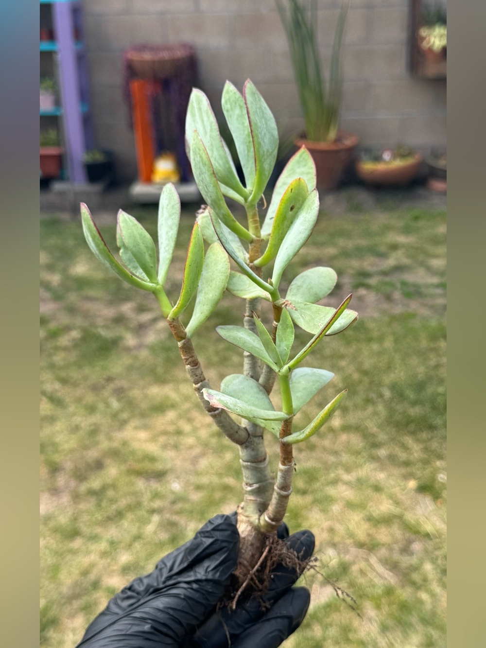 Silver Dollar Jade Plant (Crassula Arborescens) - Picture 2 of 5